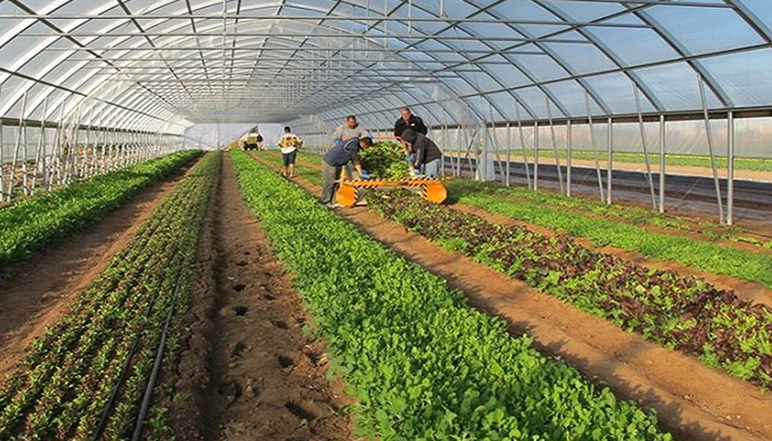 نانو حباب چگونه تولید محصولات کشاورزی و آبزی‌پروری را افزایش می‌دهد