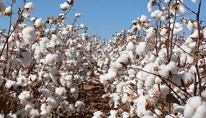 طلای سفید: جهش علمی در پنبه‌کاری با فناوری هسته‌ای در گلستان