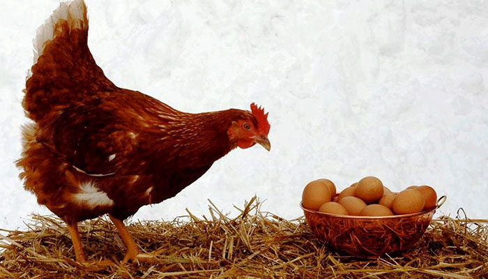 قیمت مصوب مرغ، تخم مرغ و شیر: انتظار برای اعلام نرخ جدید