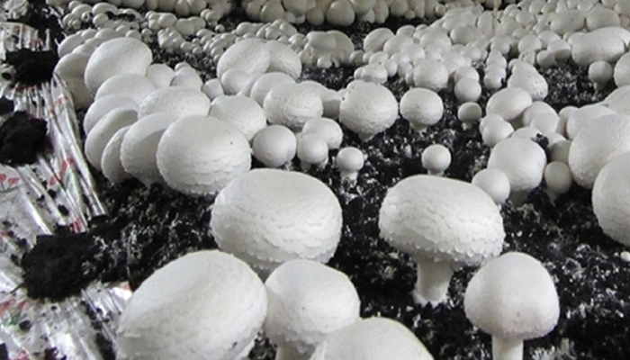 افزایش ۳۰ درصدی تولید قارچ در کشور