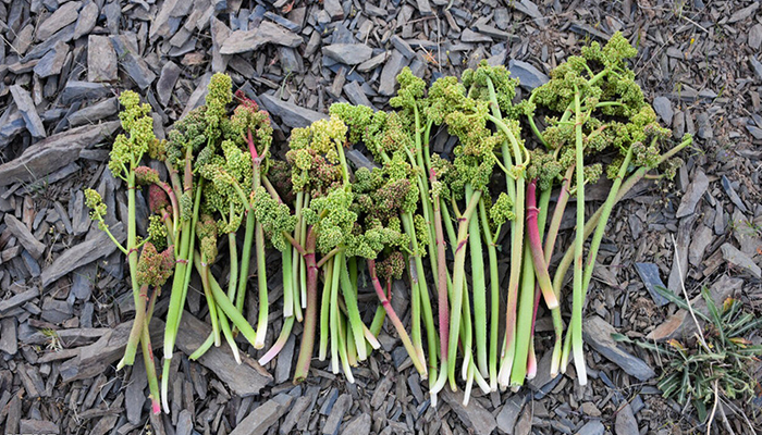 ریواس: گنجینه ترش‌مزه و پرخاصیت طبیعت از دل کوهساران