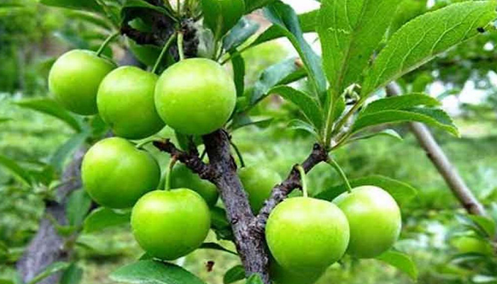 گوجه سبز: از خواص شگفت‌انگیز و طعم خاطره‌انگیز تا نکات مهم در مصرف