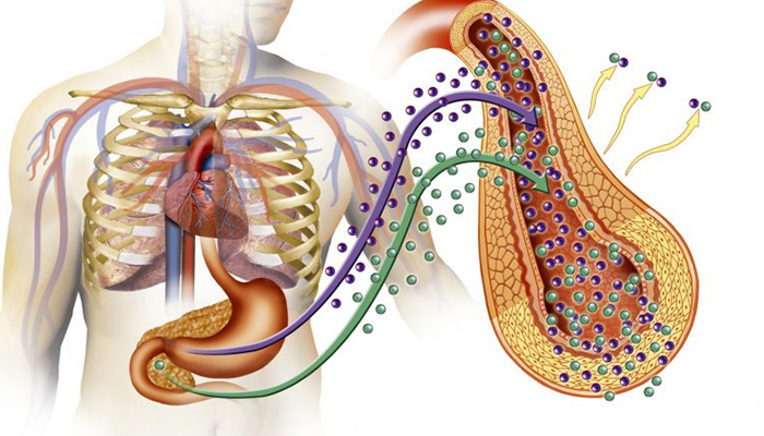 سندرم متابولیک چیست؟ راهنمای جامع برای شناخت، پیشگیری و مقابله با «قاتل خاموش»