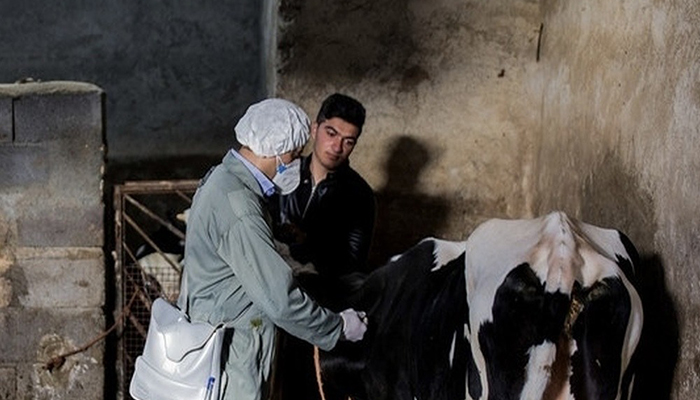 آیا تب برفکی به انسان منتقل میشود؟