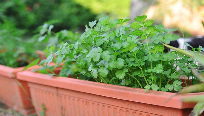 کاشت سبزی خوردن: جعفری و گشنیز