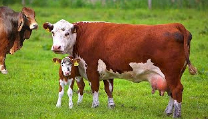 تب برفکی چیست؟ راهنمای جامع مقابله با ویرانگرترین بیماری دامی و بررسی پیامدهای آن