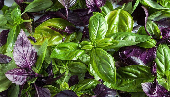 کاشت سبزی خوردن: ریحان