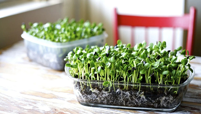 کاشت سبزی خوردن: شوید و شنبلیله