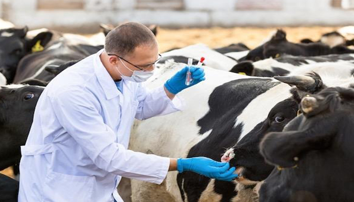 آیا گوشت و شیر دام مبتلا به تب برفکی برای مصرف انسان قابل استفاده است؟