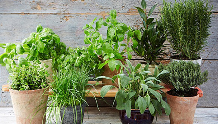 راهنمای جامع و حرفهای کاشت سبزی خوردن در خانه: از بذر تا برداشت