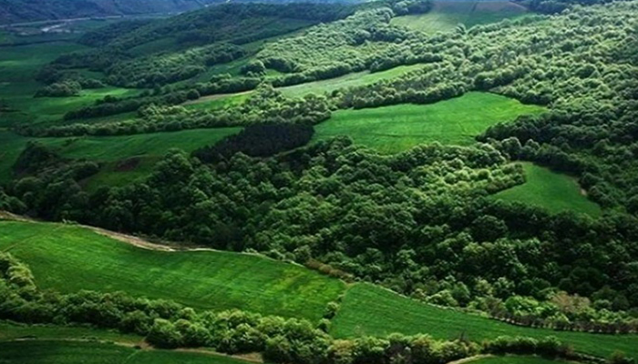 جنگل های هیرکانی الیت در آتش؛ سوختن میراث 40 میلیون ساله و موزه زنده زمین