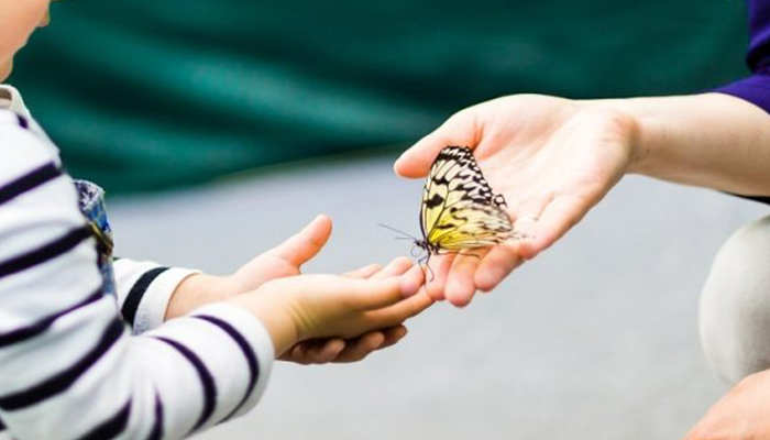 بیماری ای بی (پروانه‌ای) چیست؟ شناخت، علائم و چالش‌های زندگی «کودکان پروانه‌ای»