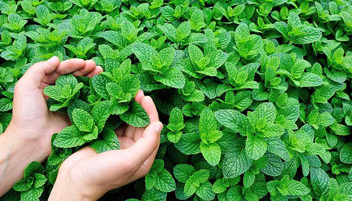 کاشت سبزی خوردن: نعناع و پونه