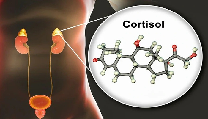 افزایش کورتیزول بدن؛ قاتل خاموش و نشانه پنهان بیماری‌های خطرناک
