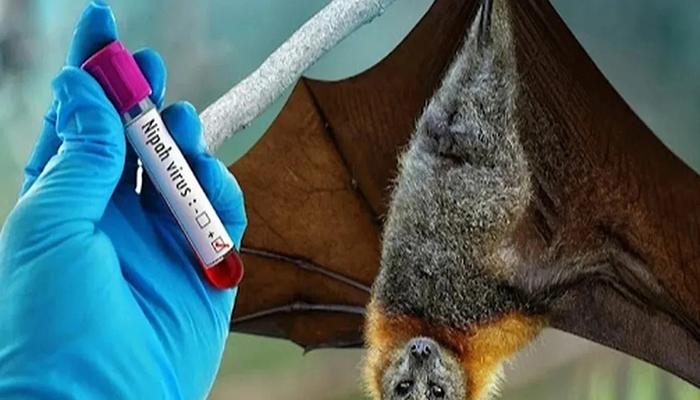 آخرین اخبار درباره بیماری نیپا؛ هشداری برای یک تهدید بی‌دارو