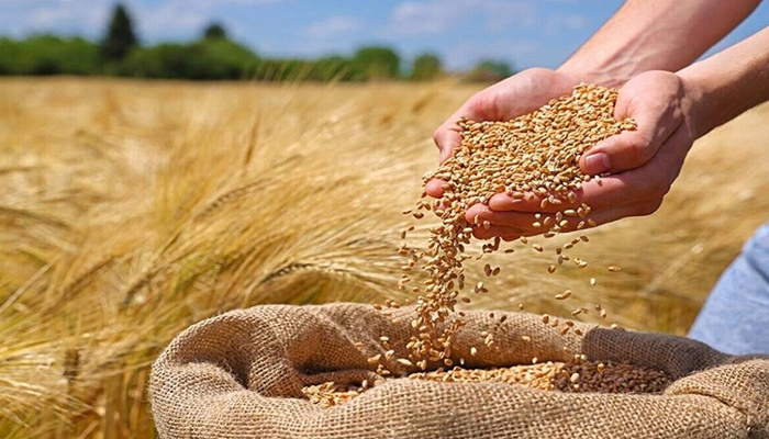 قیمت تضمینی گندم سال 1405 اعلام شد