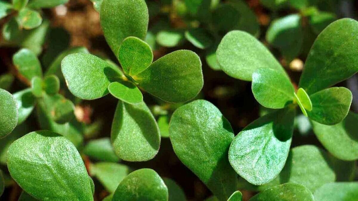 خواص گیاه خرفه؛ فواید خرفه برای سلامت، پوست و کاهش وزن