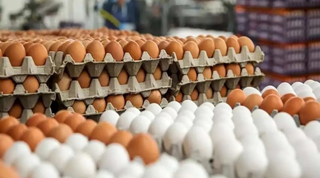 قیمت مرغ و تخم مرغ امروز 8 مهر ۱۴۰۵؛ جدول قیمت فیله، سینه و انواع شانه تخم مرغ